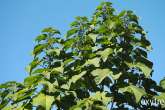 Oxytree – szybko rosnące drzewo w Twoim ogrodzie