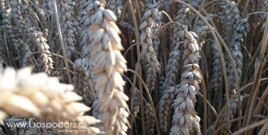 Ceny sprowadzanych z Ukrainy zbóż i rzepaku - raport NIK