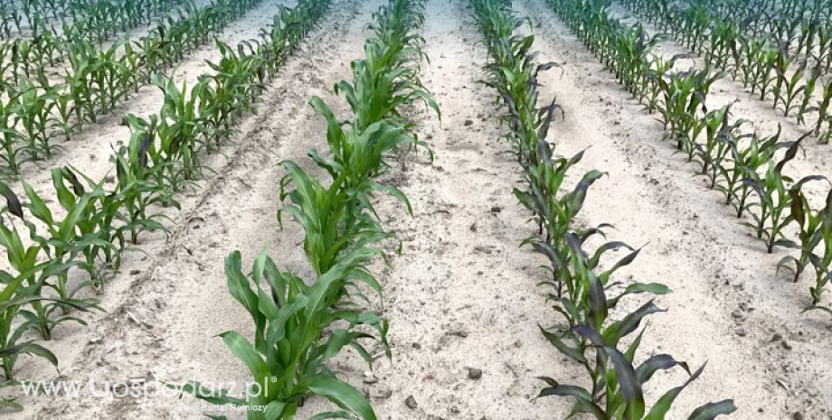 IGC podnosi swoje prognozy produkcji zbóż w tym sezonie